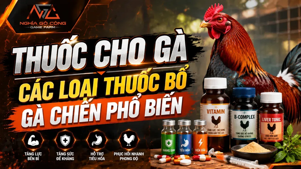 Thuốc cho gà chiến: phân loại, liều dùng và sản phẩm phổ biến 2026