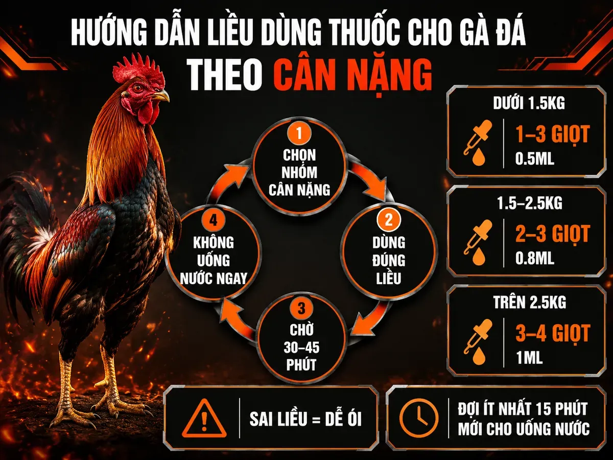 Infographic liều lượng nhỏ thuốc theo trọng lượng gà chiến, thời gian hấp thu và lưu ý tránh ói thuốc