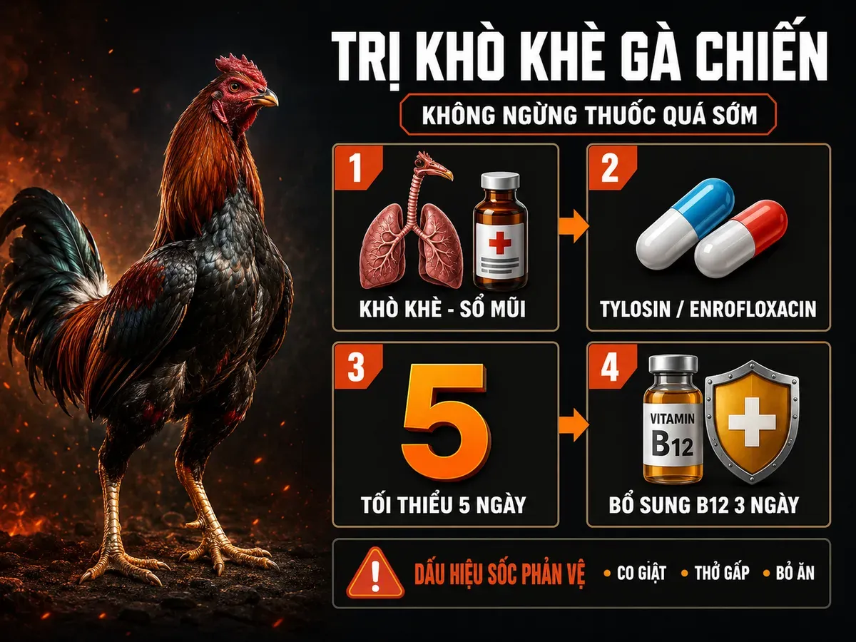 Infographic thuốc trị khò khè sổ mũi cho gà chiến với phác đồ kháng sinh 5 ngày và bổ sung vitamin