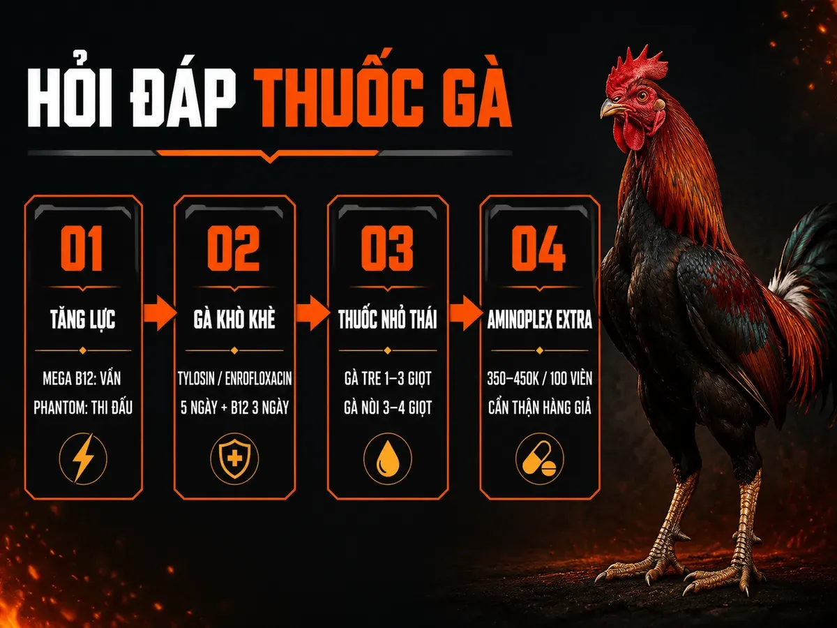 Infographic câu hỏi thường gặp về thuốc gà chiến: tăng lực, khò khè, thuốc nhỏ Thái Lan và giá Aminoplex Extra