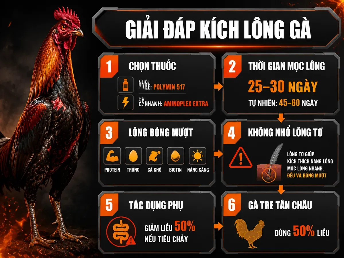 Infographic câu hỏi thường gặp về thuốc kích lông gà, thời gian mọc lông, dinh dưỡng và lưu ý sử dụng.