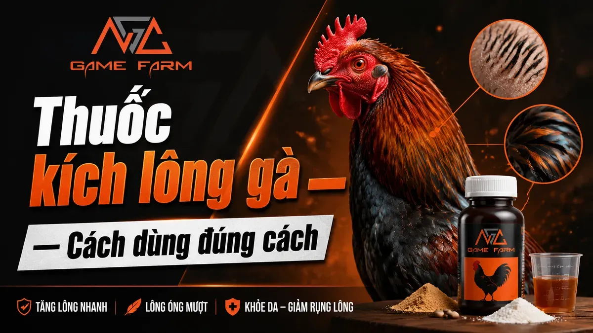 Thuốc Kích Lông Gà: Thành Phần, So Sánh Giá Và Phác Đồ 30 Ngày