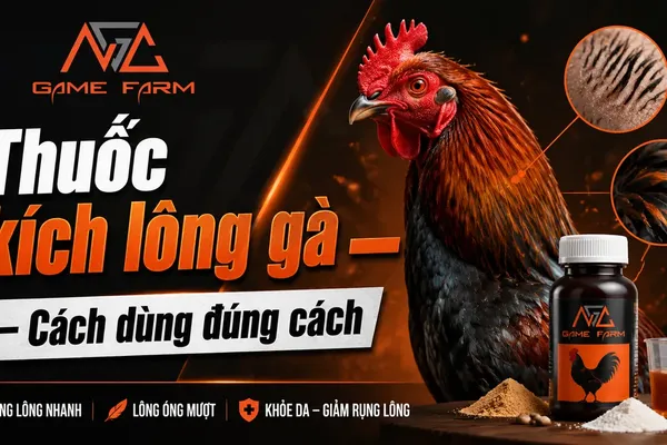 Thuốc Kích Lông Gà: Thành Phần, So Sánh Giá Và Phác Đồ 30 Ngày
