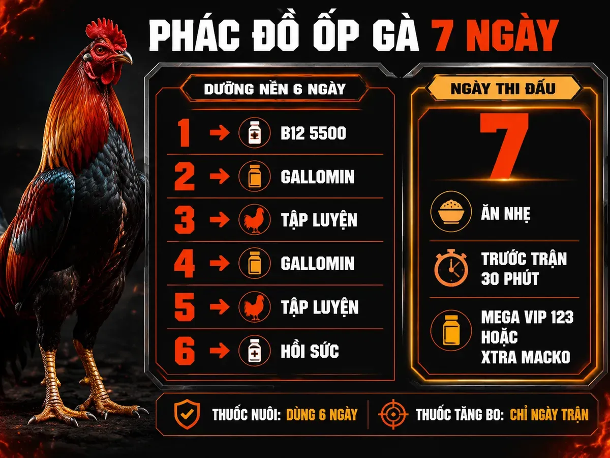 Infographic phác đồ ốp gà 7 ngày trước trận, phân biệt thuốc nuôi nền và thuốc tăng bo ngày thi đấu