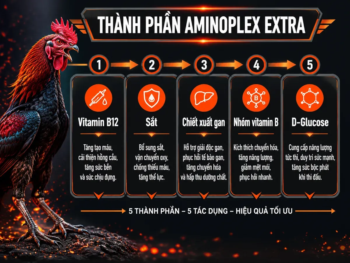 Infographic thành phần Aminoplex Extra cho gà chiến, 5 thành phần chính với tác dụng, trình bày dạng timeline ngang, gà chiến oai vệ bên cạnh