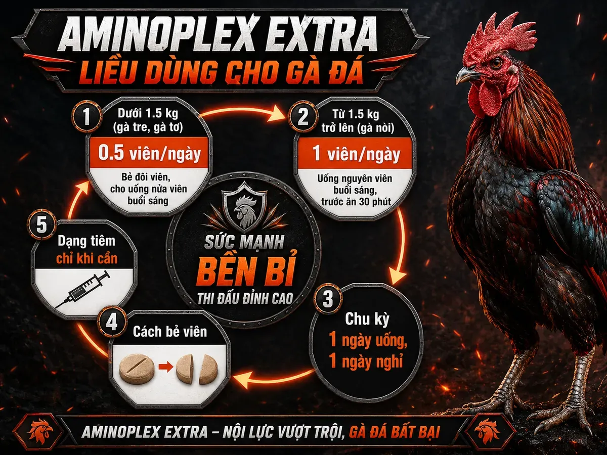 Minh họa infographic vòng tuần hoàn liều dùng Aminoplex Extra cho gà chiến, chi tiết cân nặng, viên uống, nghỉ xen kẽ và tiêm khi cần