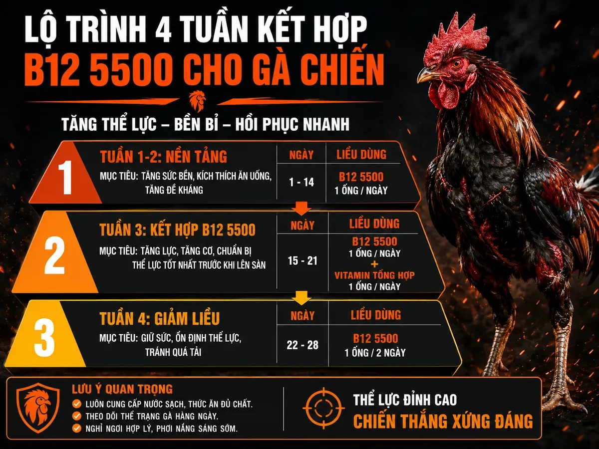 Phác đồ Aminoplex Extra 28 ngày cho gà chiến, tuần 1-4 với liều uống và mục tiêu sức khỏe, minh họa infographic tháp phân tầng