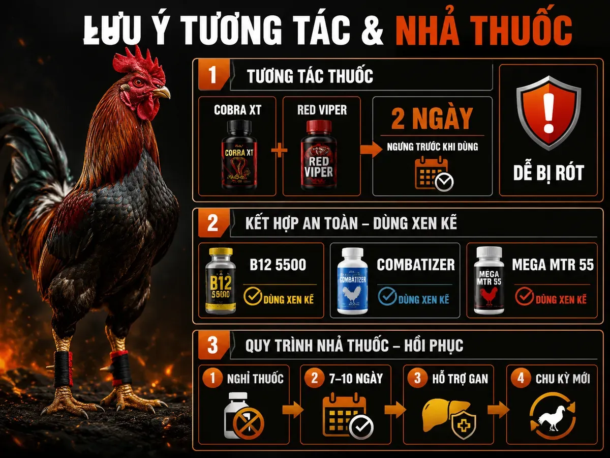 Infographic lưu ý kết hợp thuốc và quy trình nhả thuốc cho gà đá sau chu kỳ Aminoplex Extra