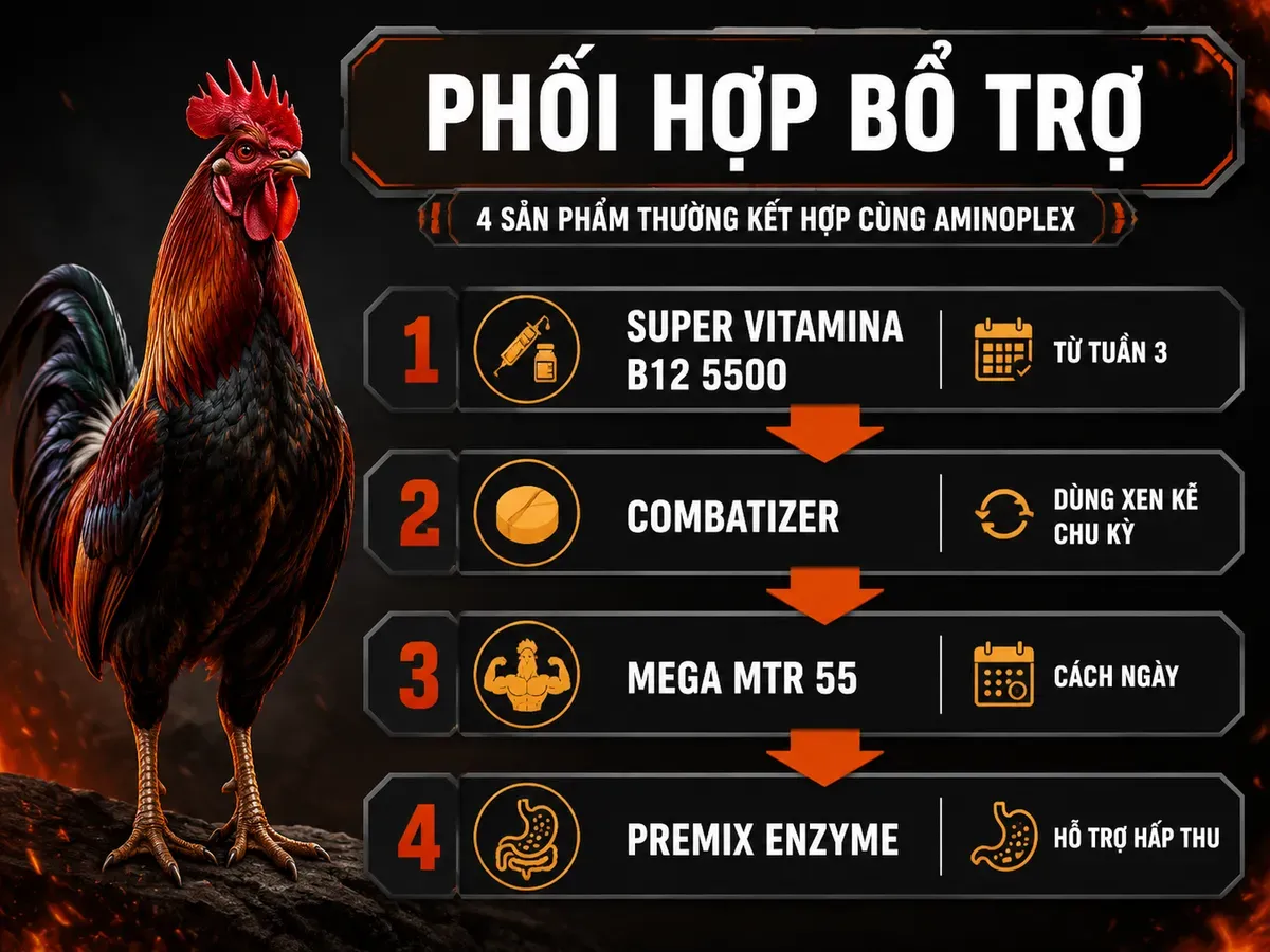 Infographic phối hợp Aminoplex Extra cùng B12, Combatizer, Mega MTR 55 và Premix Enzyme cho gà nòi