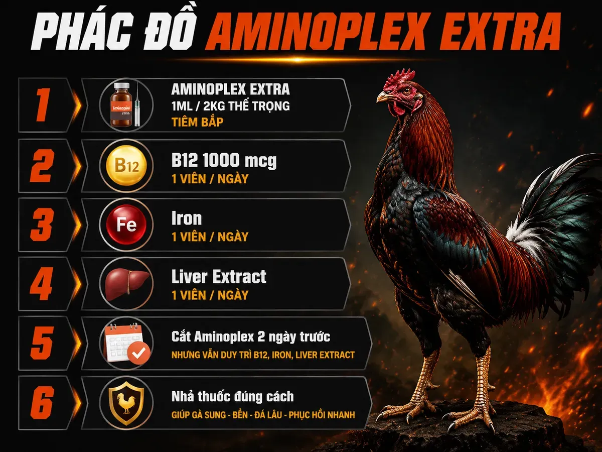 Phác đồ 28 ngày Aminoplex Extra cho gà chiến, từng bước liều dùng và nhãn chất bổ, infographic dọc.
