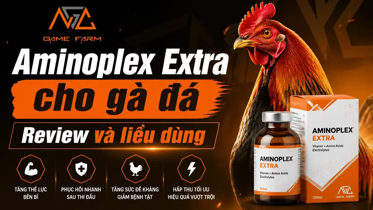 Aminoplex Extra Cho Gà: Thành Phần, Liều Dùng và Phác Đồ 28 Ngày (2026)