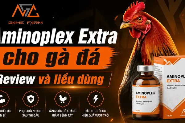 Aminoplex Extra Cho Gà: Thành Phần, Liều Dùng và Phác Đồ 28 Ngày (2026)