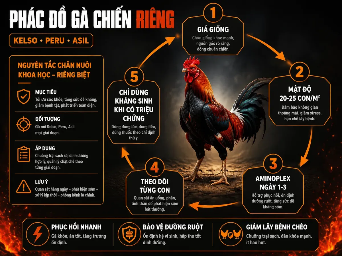 Infographic so sánh phác đồ úm gà chiến Kelso Peru Asil với gà thịt từ ngày 1 đến 21