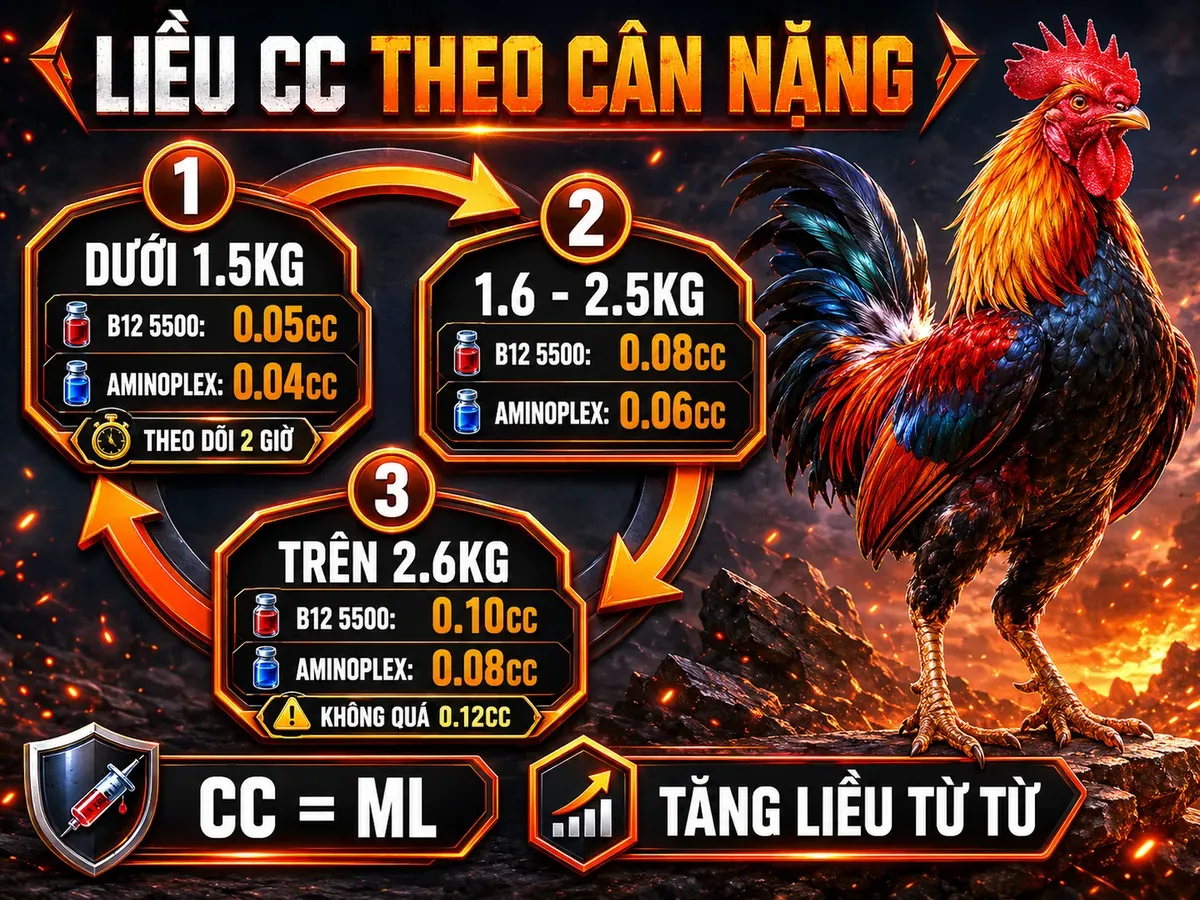 Infographic bảng liều lượng CC theo cân nặng gà chiến với 3 hạng cân, liều B12 5500 và Aminoplex, lưu ý theo dõi phản ứng sau tiêm.
