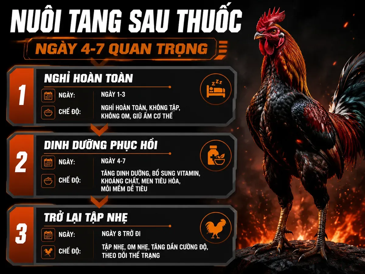Timeline 14 ngày phục hồi gà chiến sau dùng thuốc kích thích, phân giai đoạn, nhấn 'Ngày 4-7 quan trọng'