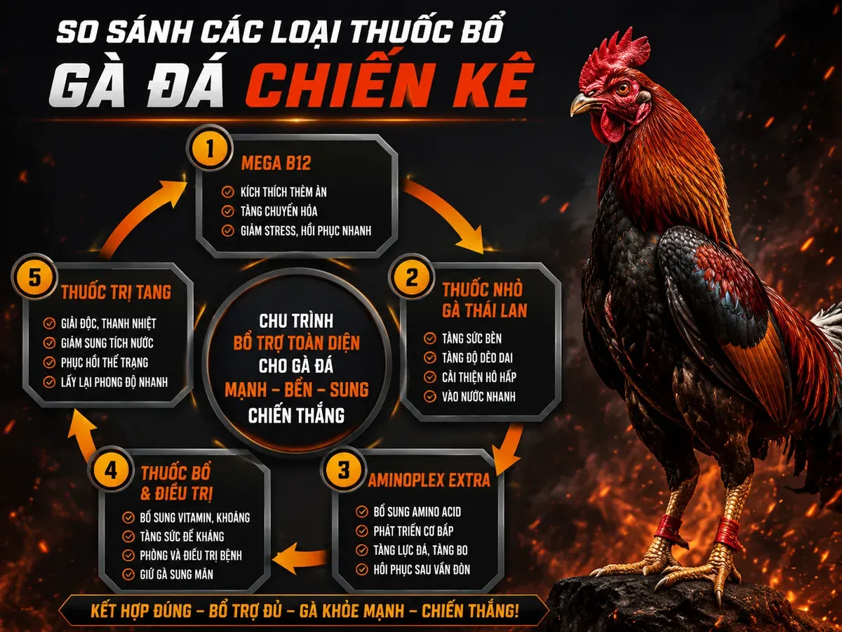 So sánh các loại thuốc và vitamin cho gà chiến, liều lượng và cách dùng an toàn, theo vòng tròn trực quan, phong cách mạnh mẽ thực chiến.