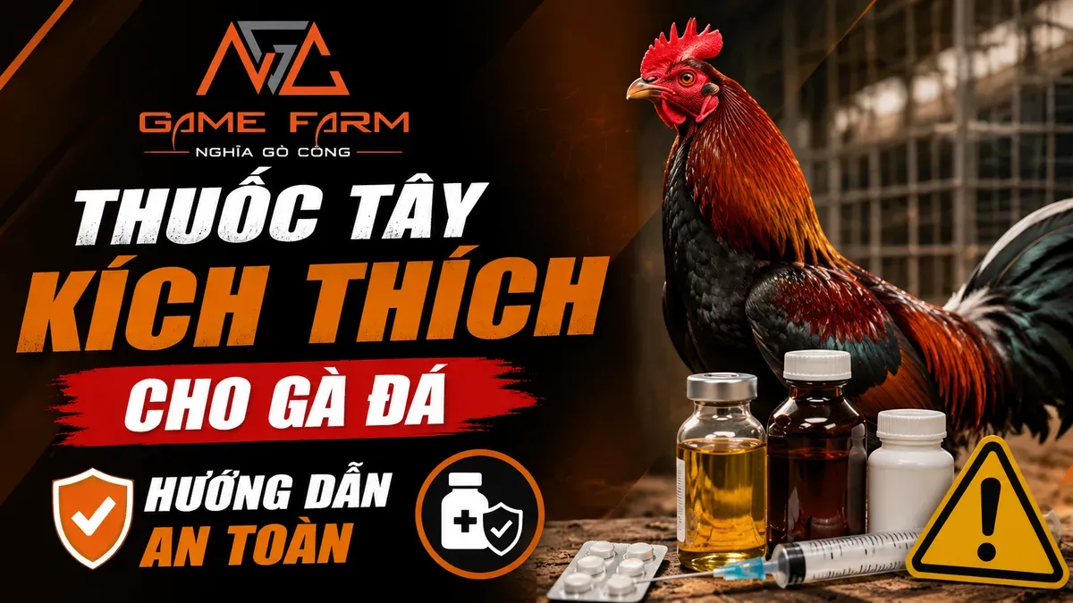 Thuốc Tây Kích Thích Cho Gà Chiến: Phân Loại, Liều Lượng Và Cách Dùng An Toàn