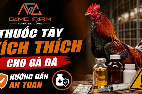 Thuốc Tây Kích Thích Cho Gà Chiến: Phân Loại, Liều Lượng Và Cách Dùng An Toàn