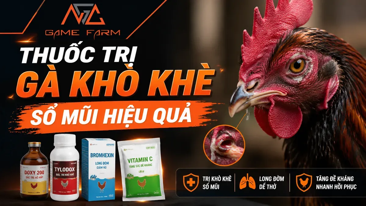 Thuốc trị gà khò khè sổ mũi: phác đồ, liều dùng và kinh nghiệm thực chiến