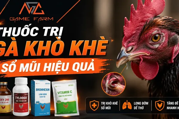Thuốc trị gà khò khè sổ mũi: phác đồ, liều dùng và kinh nghiệm thực chiến