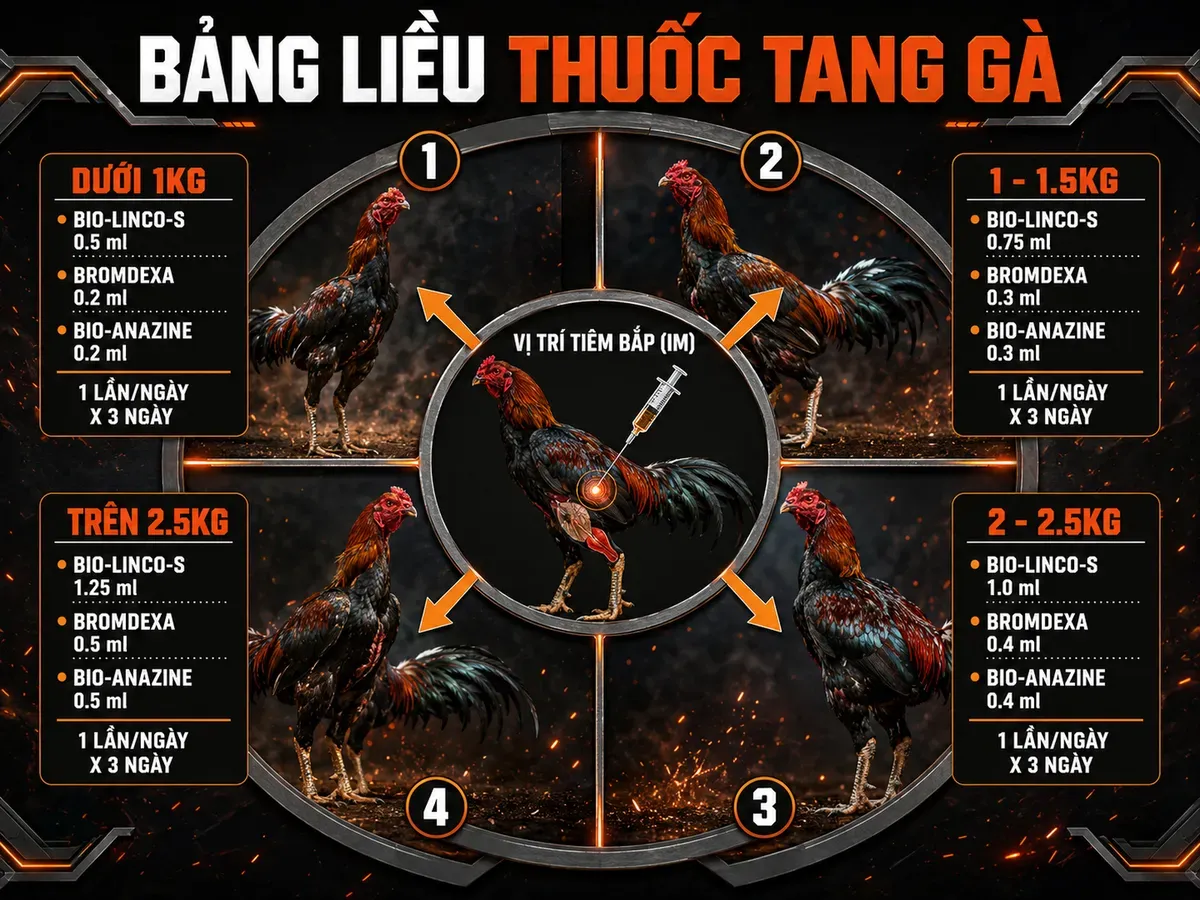 Bảng liều tiêm thuốc trị tang gà chiến theo cân nặng, vị trí tiêm bắp và phác đồ 2:1:1 minh họa vòng tròn.