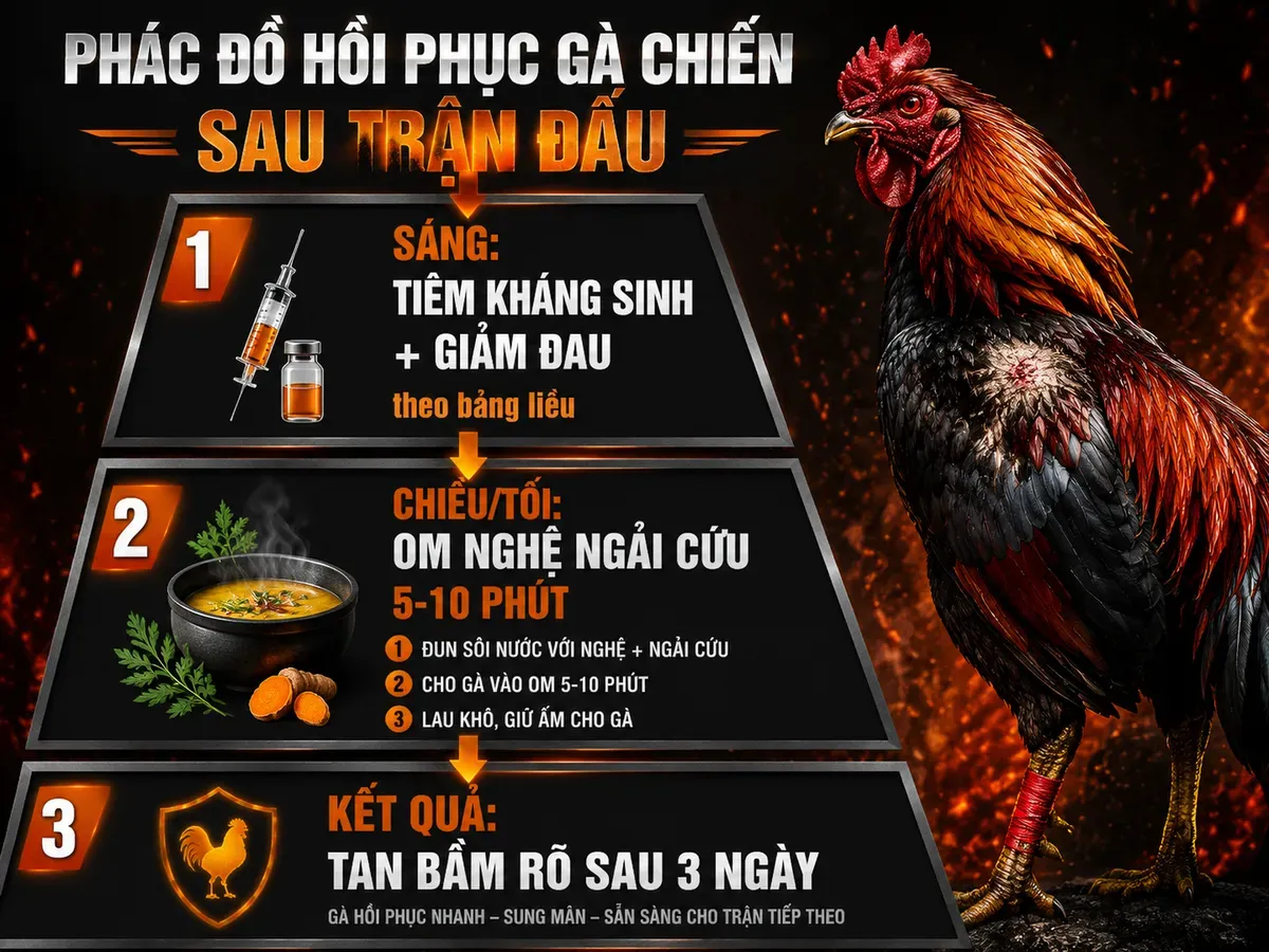 Infographic phác đồ kết hợp tiêm kháng sinh sáng và om nghệ chiều/tối giúp gà đá lành vết bầm nhanh