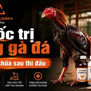 Thuốc Trị Tang Gà Đá: Phác Đồ Sơ Cứu, Liều Tiêm Và Phục Hồi Sau Trận