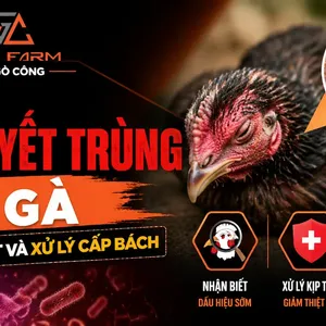 Bệnh tụ huyết trùng ở gà: nhận biết sớm, xử lý kịp thời