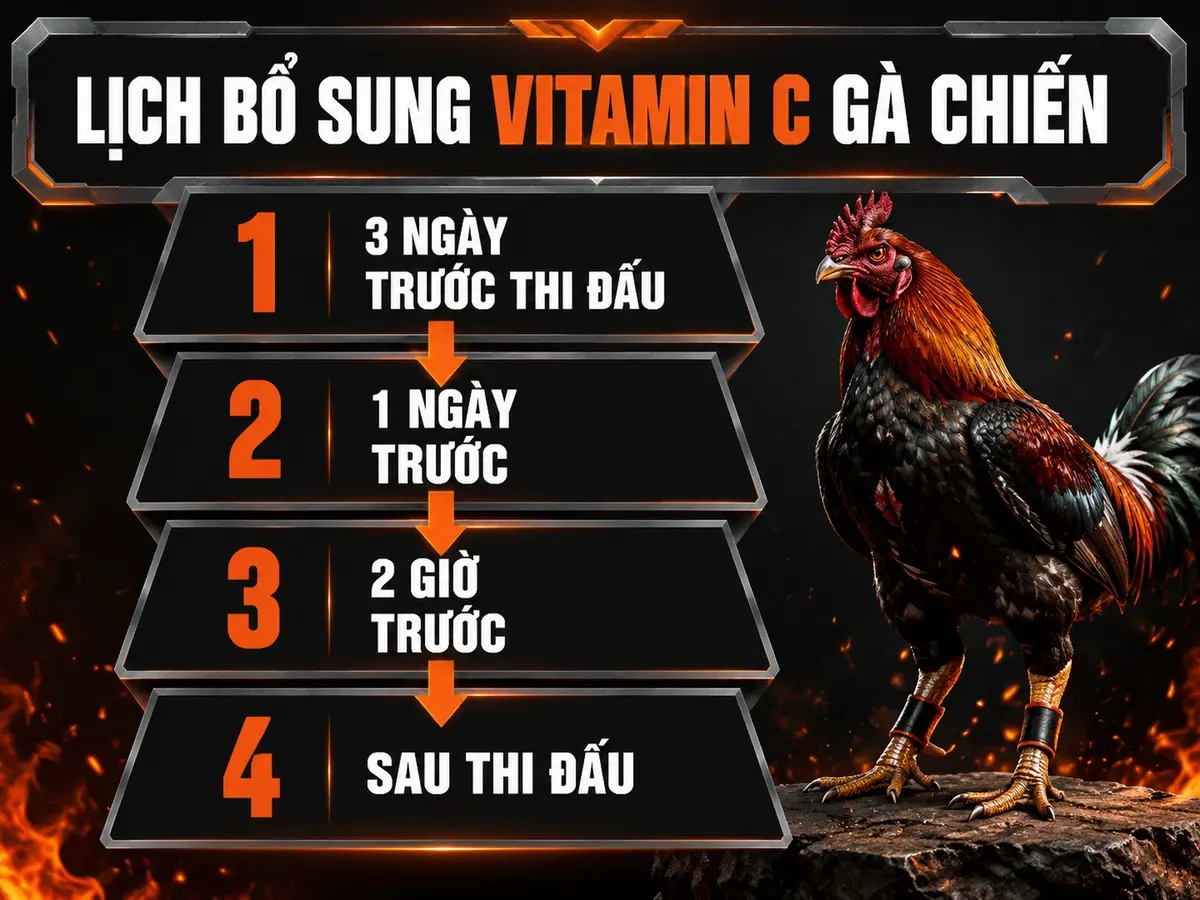 Lịch Bổ Sung Vitamin C Cho Gà Chiến Trước Thi Đấu
