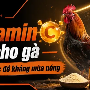 Vitamin C Cho Gà: Liều Lượng, Cách Pha Và Lịch Bổ Sung Theo Mùa