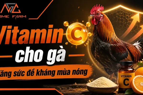 Vitamin C Cho Gà: Liều Lượng, Cách Pha Và Lịch Bổ Sung Theo Mùa