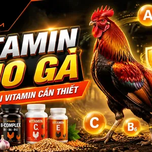 Vitamin cho gà: các loại cần thiết, liều dùng và phác đồ theo giai đoạn