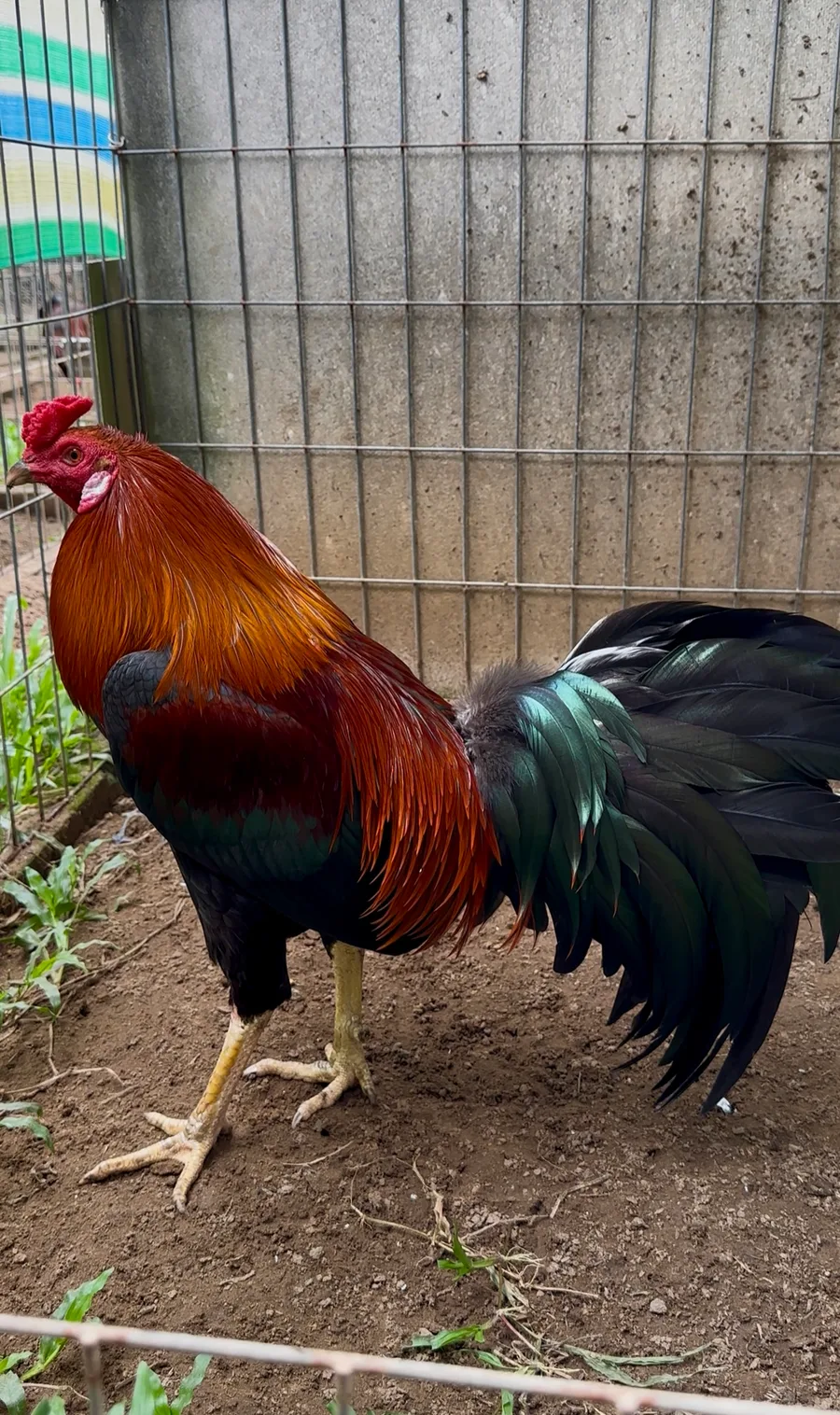 Gà Lai Peru Mỹ 01