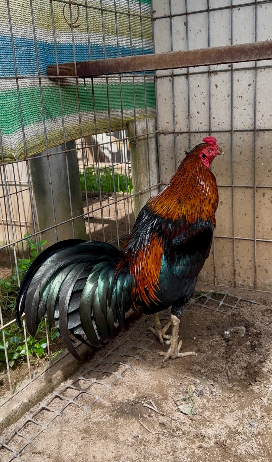 Gà Lai Peru Mỹ 02