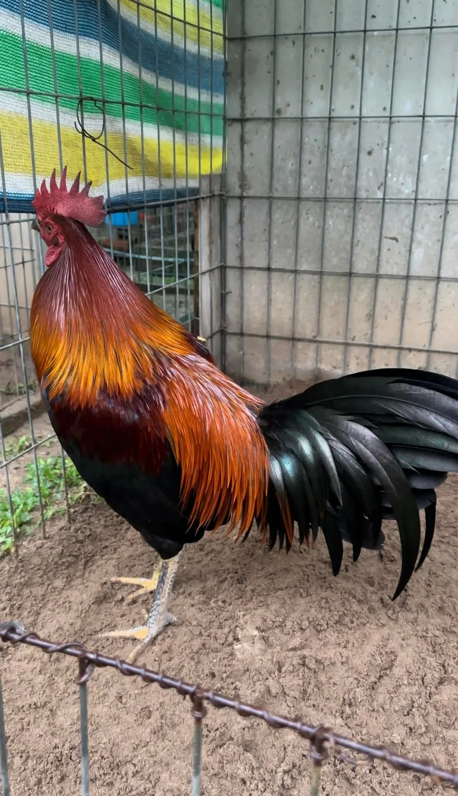 Gà Lai Peru Thái Mỹ 01