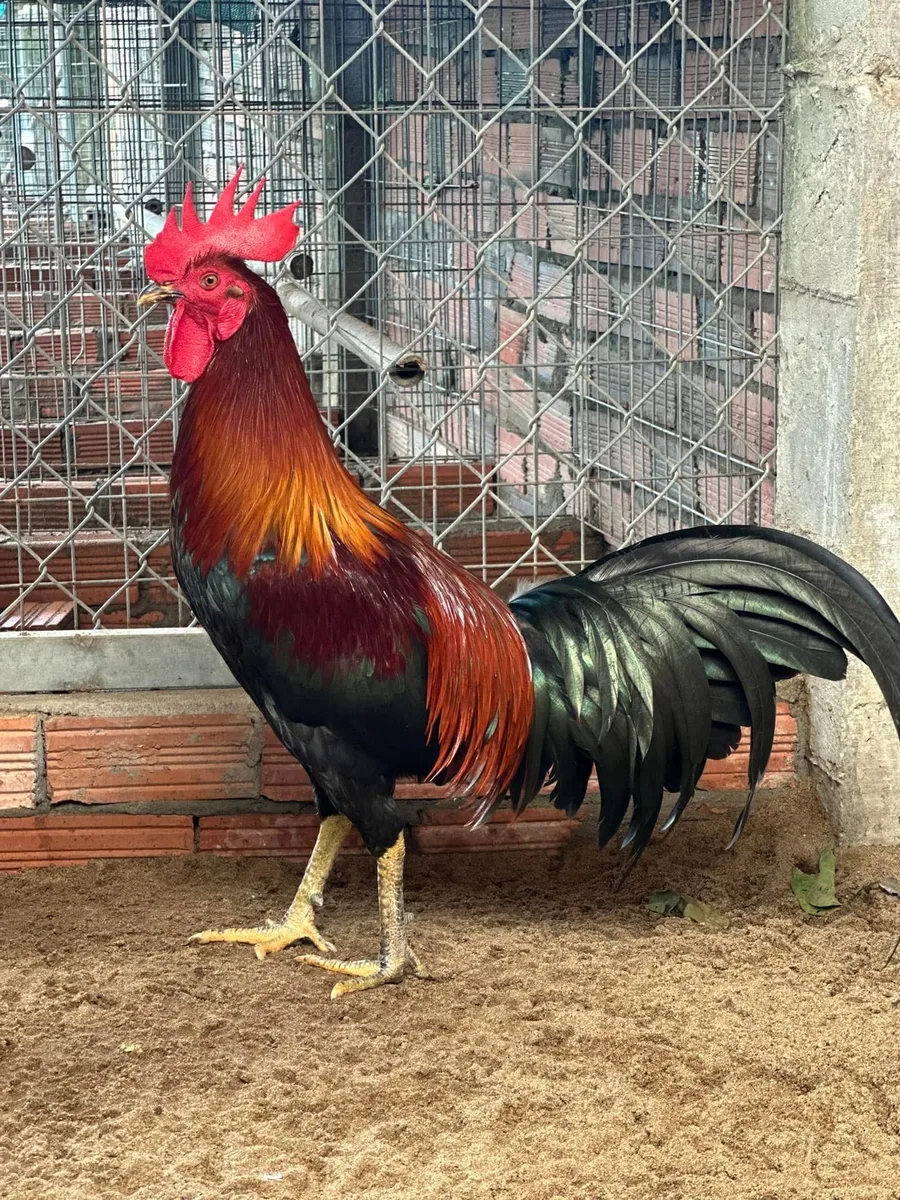 Gà Lai Peru Thái Mỹ 02
