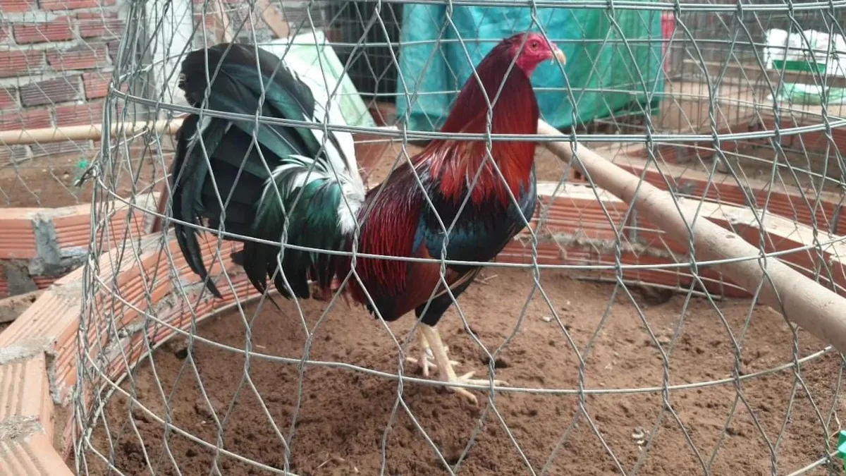 Gà Nọc Kelso 02