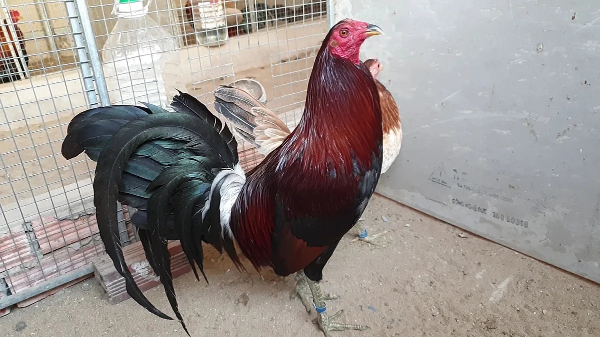 Gà Mclean Hatch 02